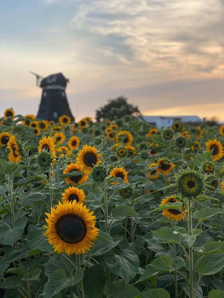 Ferienwohnung-Wildblume Petersdorf auf Fehmarn Eksteriør billede